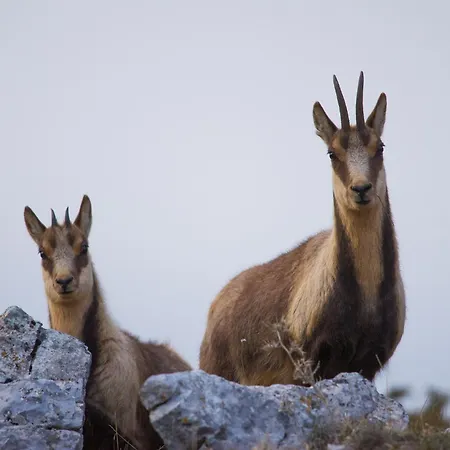 펜션 Calvisihome - Eleganza E Comfort Sul Gran Sasso *
