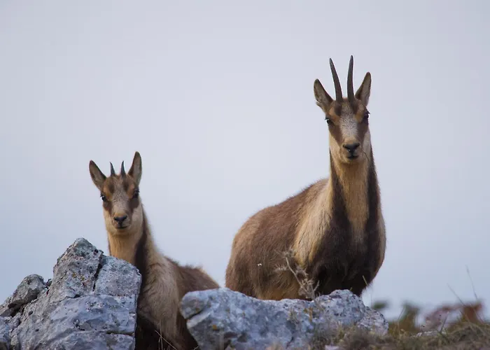 Holiday home Calvisihome - Eleganza E Comfort Sul Gran Sasso *
