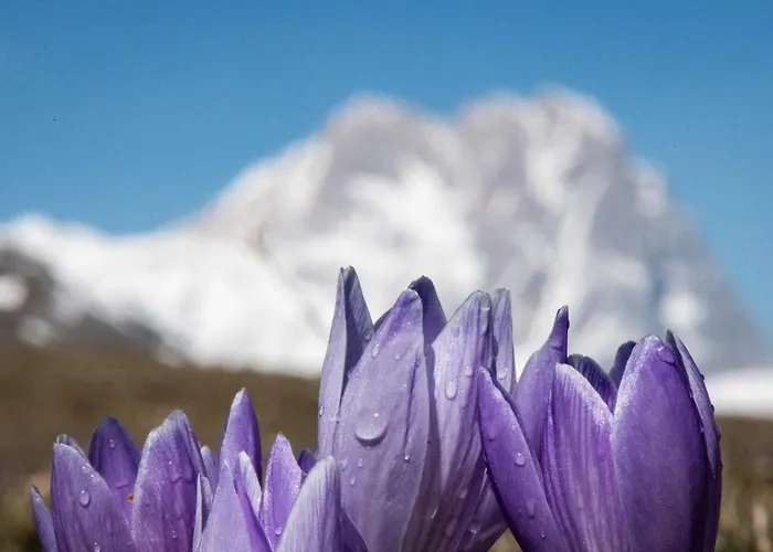 Holiday home Calvisihome - Eleganza E Comfort Sul Gran Sasso *